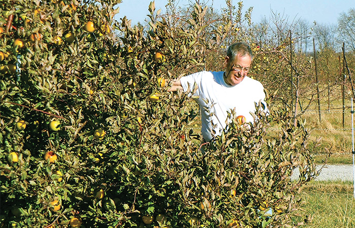 man in an apple orchard