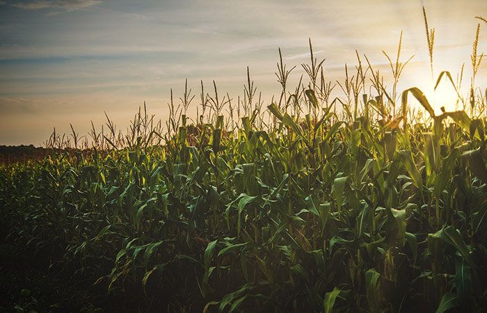 cornfield