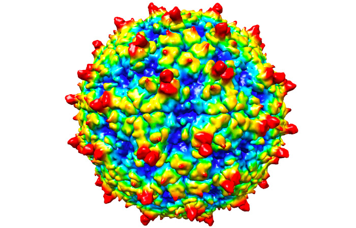 a computer image of the cold virus