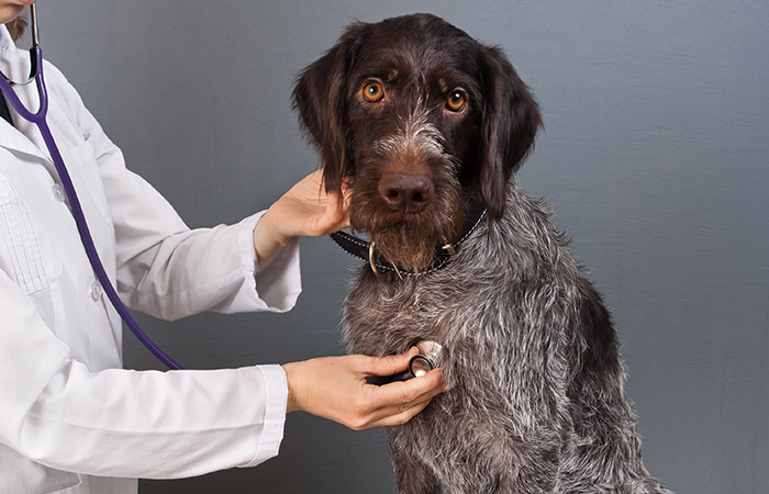 a dog getting a checkup