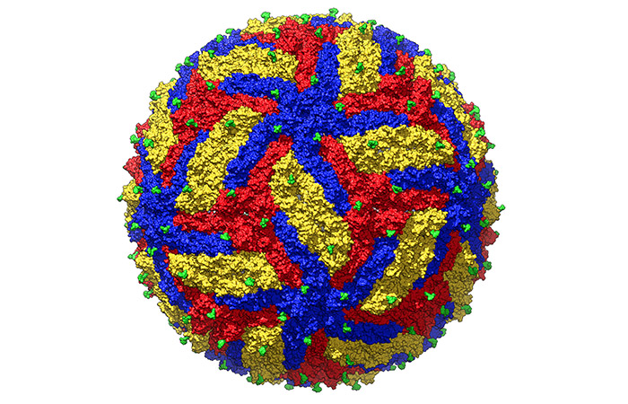 computer model of the zika virus