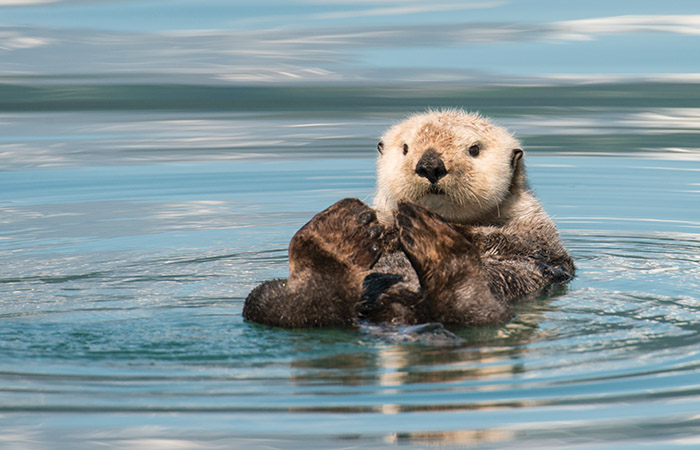 sea otter