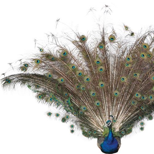 peacock