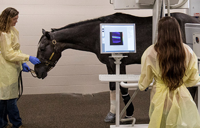 a horse is being treated by two students