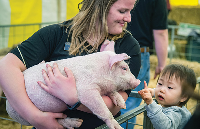 A child touches the nose of a pig being held by a girl