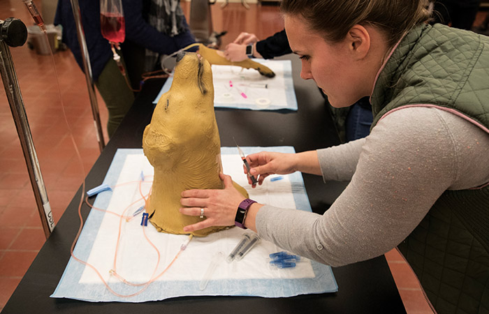 a student practice a medical procedure on a dummy animal