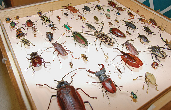 a collection of mounted insects on display