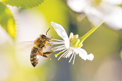 a bee landing on a flower