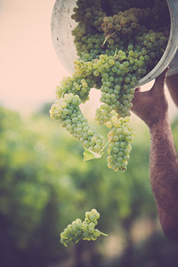 clusters of green grapes being poured out of a bucket