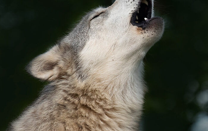 Photo of a wolf howling