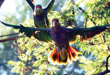 wild birds in rainforest