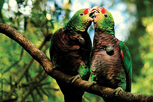 wild parrots in rainforest