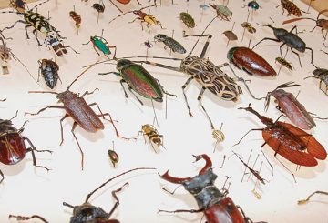 Assortment of mounted insects on display