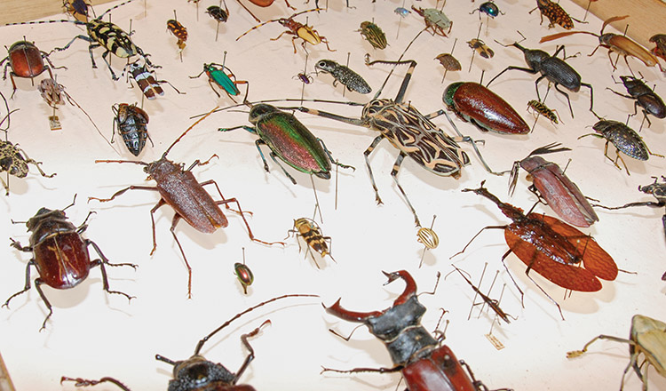 Assortment of mounted insects on display