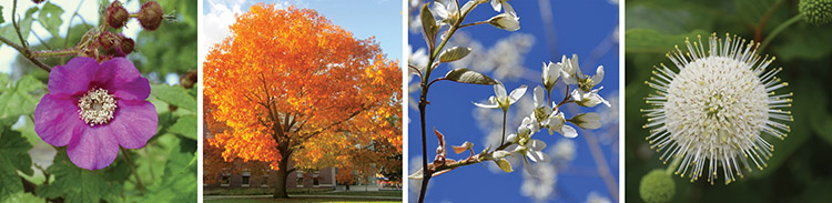 an assortment of flowers and trees