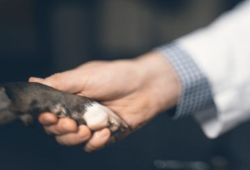 a vet shakes hands with a dog