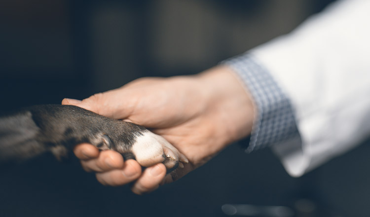 a vet shakes hands with a dog