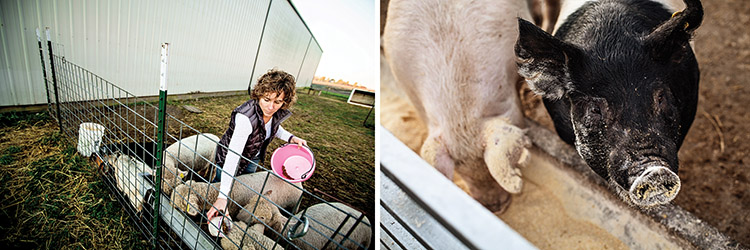 Kretzmeier feeding sheep and a close up shot of a pigs eating