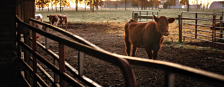 a cow in its pen